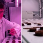 Professor Tracy Lawson of Essex’s School of Life Sciences will use innovative techniques to grow onions for major supplier Stourgarden.