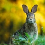 Three Humberside men have pleaded guilty to multiple hare coursing offences and have been ordered to pay over £1,000 in fines.