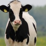 Restrictions were put in place after a case of Bovine Spongiform Encephalopathy (BSE) was confirmed on farm in Ayrshire, Scotland. 