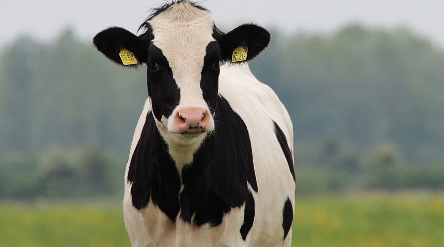 Restrictions were put in place after a case of Bovine Spongiform Encephalopathy (BSE) was confirmed on farm in Ayrshire, Scotland. 