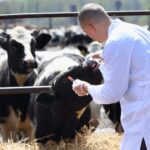 Veterinary groups welcomed new legislation banning routine use of antibiotics in farm animals, warning about ban of prophylactic treatment.