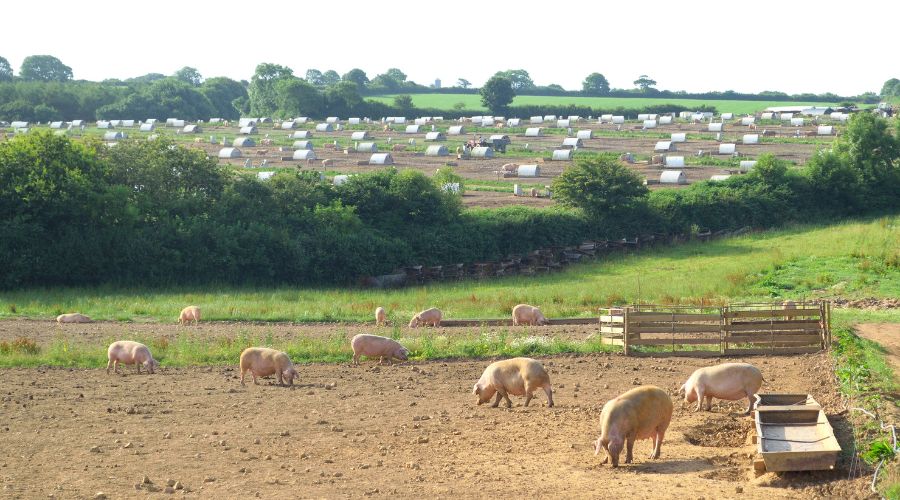 Aled Owen, a partner in HCR Law has shared helpful advice for the UK agri-food sector following the rise in incidents of animal activism.