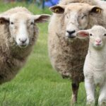 A study done on worm egg counts in lambs from the last five years has revealed yearly changes in the risk period.