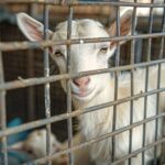 A ban on exporting live animals will now go ahead as the Animal Welfare (Livestock Exports) Act received royal assent.