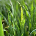 Striking a balance between maximising crop potential and managing input costs will be the challenge for cereal growers, experts warn.