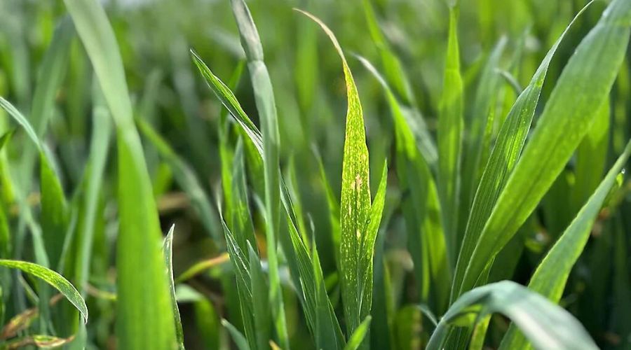 Striking a balance between maximising crop potential and managing input costs will be the challenge for cereal growers, experts warn.