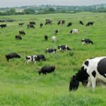 dairy cows grazing in field