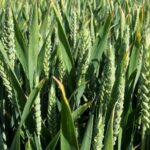 Senova cereals variety crop