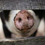 pig close up of snout