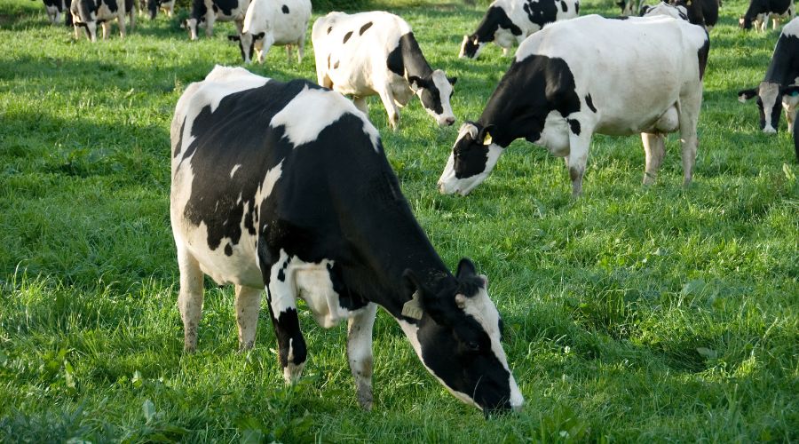 dairy cows in field