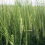 spring barley