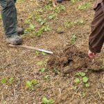 improving soil health on farmers field spade soil dig up