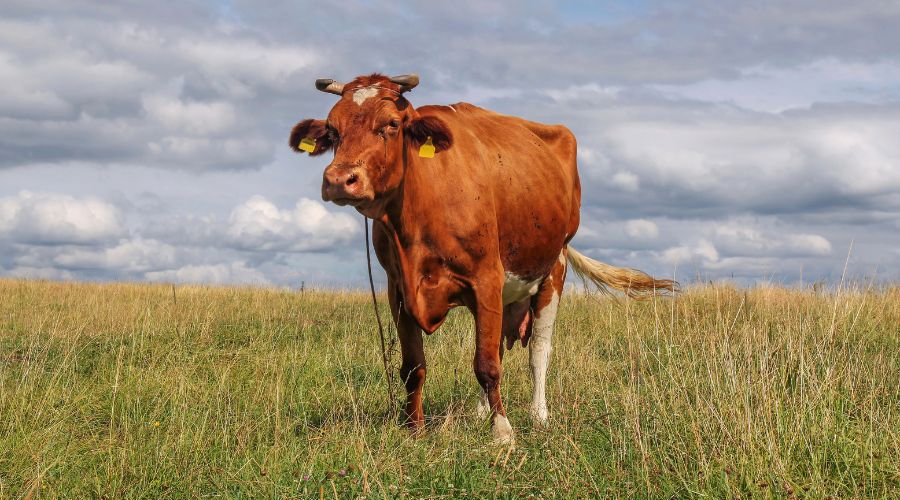 Huw Irranca-Davies, cabinet secretary for climate change and rural affairs, has made further changes to TB testing in Wales.