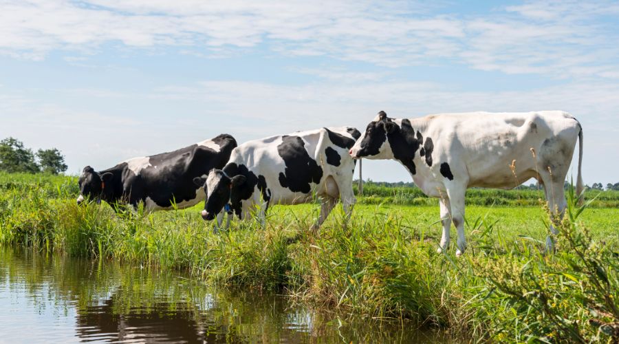 As daytime temperatures across England are set to reach 30ᐤC, RSPCA Assured is offering farmers tips on keeping their animals cool.