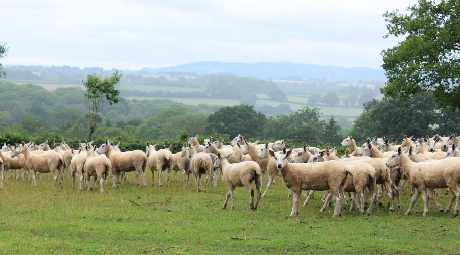 Cornish beef and sheep farmer James Warwick has shared timely advice to improve flock health ahead of tupping.