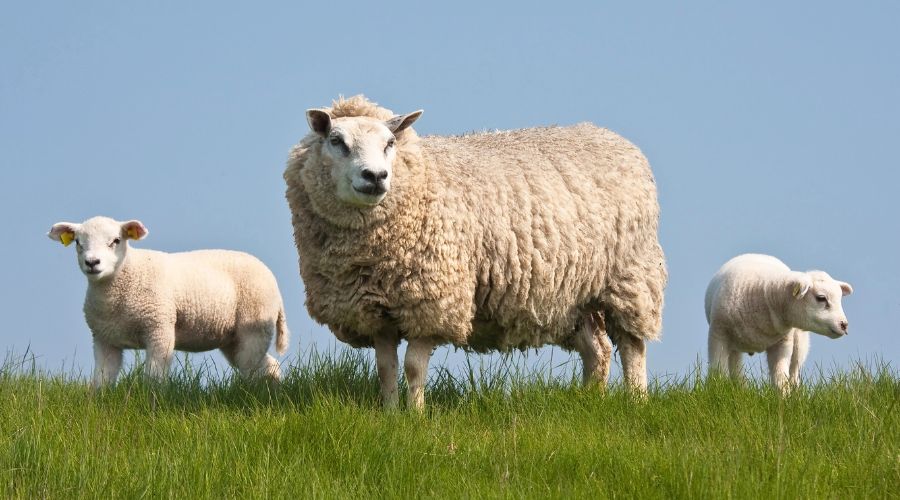 Sheep graziers can now apply for adjustments to a range of stewardship options through the Rural Payments Agency (RPA) review process.