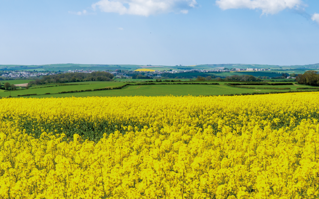 Oil seed rape field