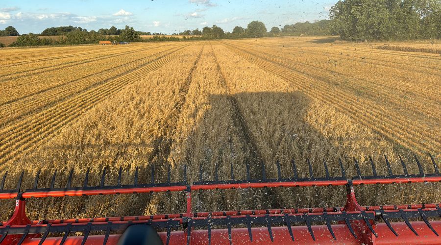 close up of a combine harvesting wheat
