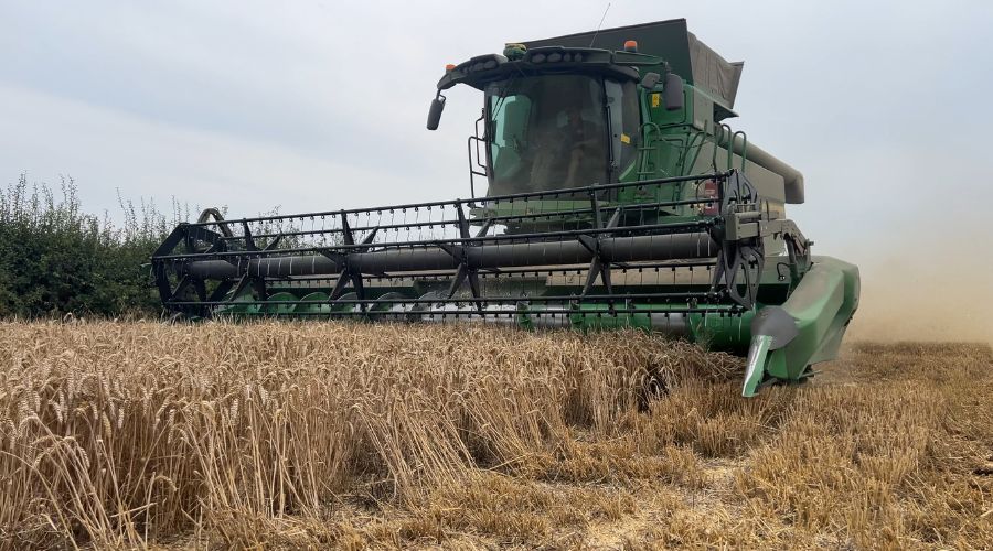 combine harvesting wheat