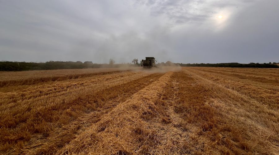 harvested field with combine in the distance
