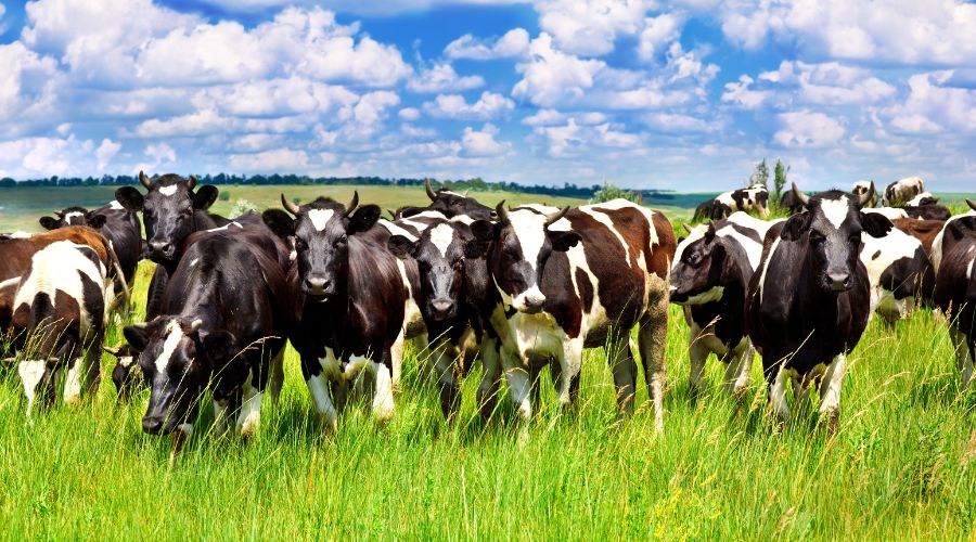 Welsh farming leaders have urged the government to accelerate Bluetongue protection measures to safeguard important breeding livestock sales.