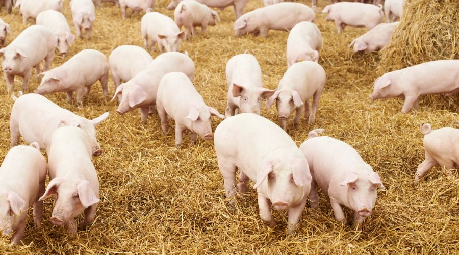 DEFRA has just announced that the Fair Dealing Obligations (Pigs) Regulations 2025 will come into force next week.