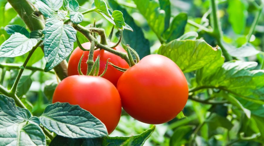 Tomato growers have been invited to attend this year's British Tomato Conference, which will take place next month in Warwickshire.