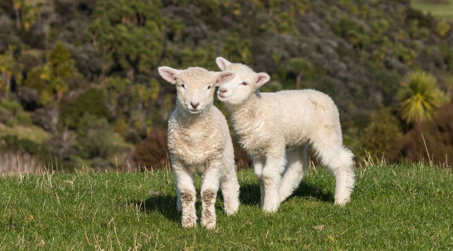 SCOPS is advising farmers on the importance of using Group 4-AD (monepantel) and Group 5-SI (derquantel) wormer actives in lambs.