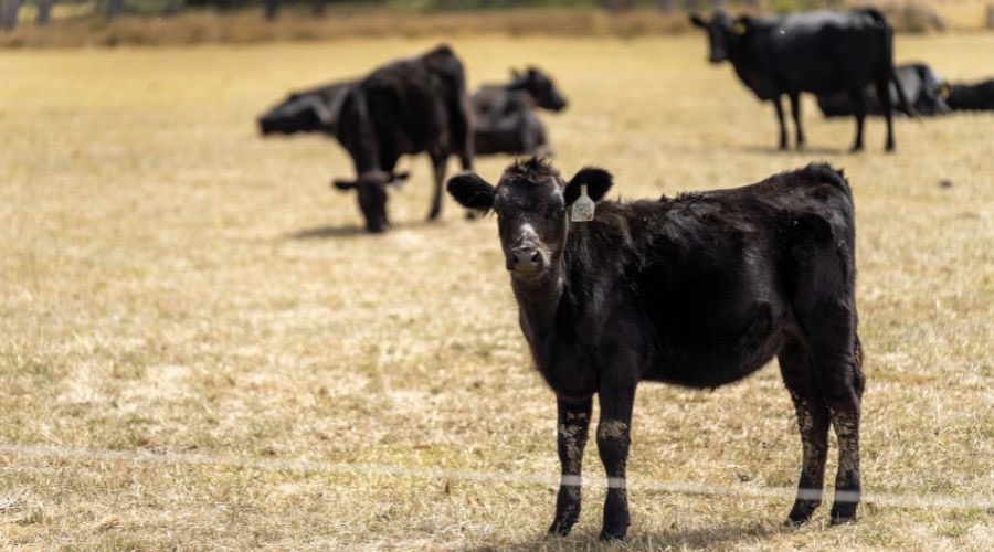 Aberdeen Angus on dry grass