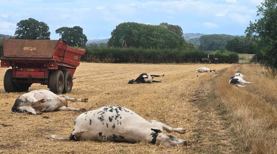 Livestock farmers have been warned about the deadly hemlock water dropwort poisoning following the recent incident reported by Tyndale Vets.
