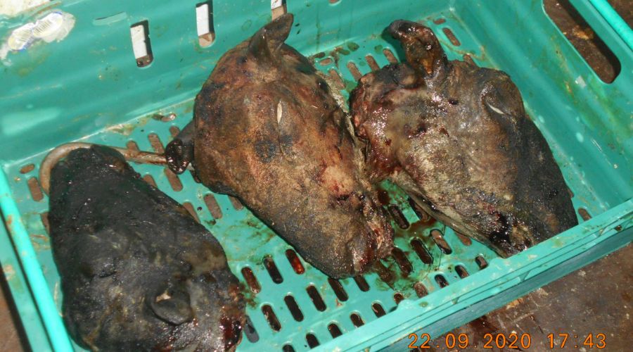 Men from Fears Animal Products were sentenced to nearly nine years in prison for diverting meat not fit for human consumption back into the human food chain.