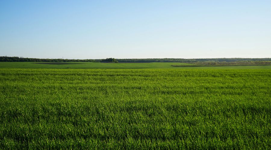 Earlier drilling significantly raises the risk of Barley Yellow Dwarf Virus (BYDV), warns Ruth Stanley of Sumitomo Chemical.