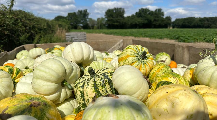 Foxes Farm Produce in Essex began picking ripe, orange pumpkins from its fields in July, a full month ahead of the traditional season.