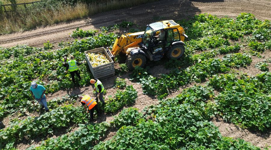 Foxes Farm Produce in Essex began picking ripe, orange pumpkins from its fields in July, a full month ahead of the traditional season.