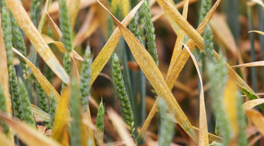yellow rust on winter wheat