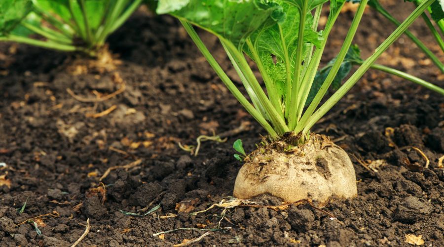 A sugar beet seed calculator has just been launched by the provider of innovative seed technology solutions, Germains.