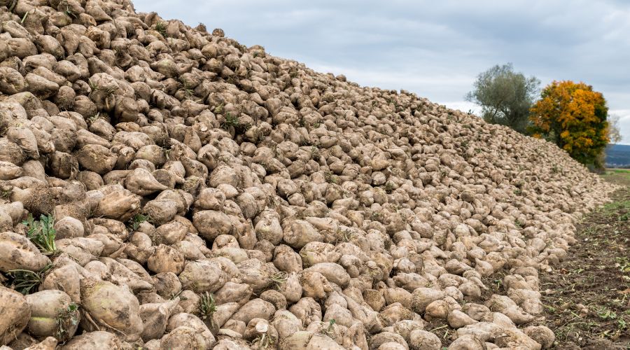 sugar beet in a pile