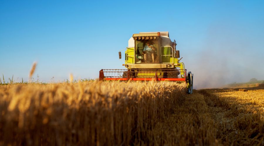 Yields are improving as harvest continues despite stop-start progress over the last couple of weeks, AHDB’s latest harvest report confirms.