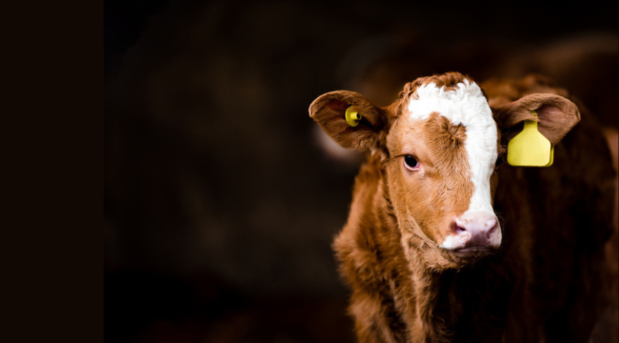 beef calf on black background