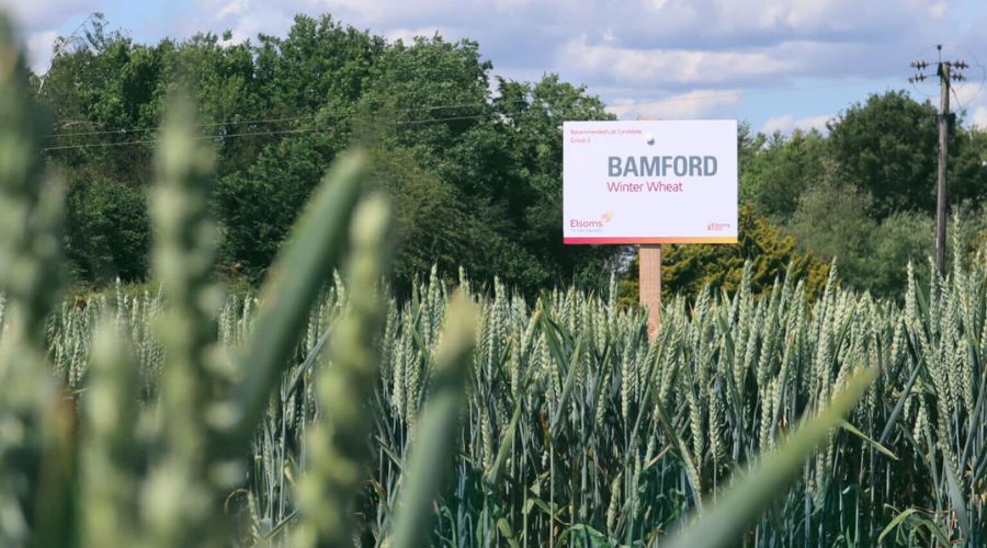 Despite the driest spring in over a century, Group 3 winter wheat Bamford has once again reinforced its reputation as one of the most reliable performers on the Recommended List (RL).