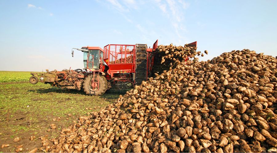 British Beet Research Organisation (BBRO) has shared advice to help sugar beet growers maximise yields and sugar content when harvesting in warm conditions.