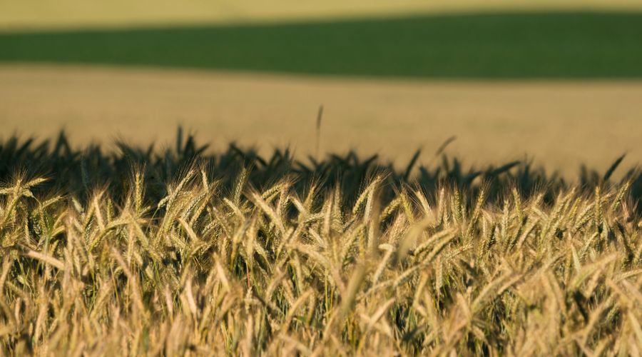 Trials will test the effectiveness of biofungicides against Septoria tritici in winter wheat, AHDB explained.