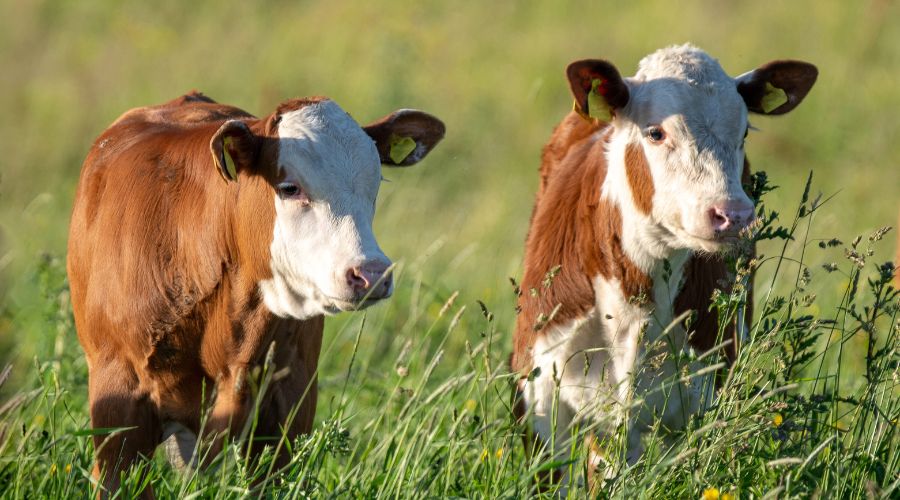 New research from Royal Veterinary College (RVC) tested effectiveness of sedation and its potential health impacts following calf disbudding.