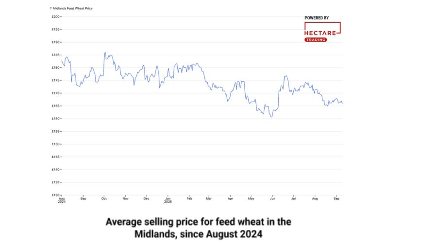 More UK farmers are turning to strategic selling of their gran to manage risk and secure margins, according to Hectare Trading.