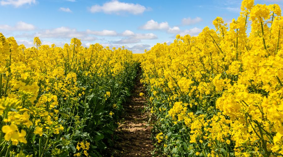 Arable growers should not rule out sowing oilseed rape (OSR) into September, a DSV UK expert advises.