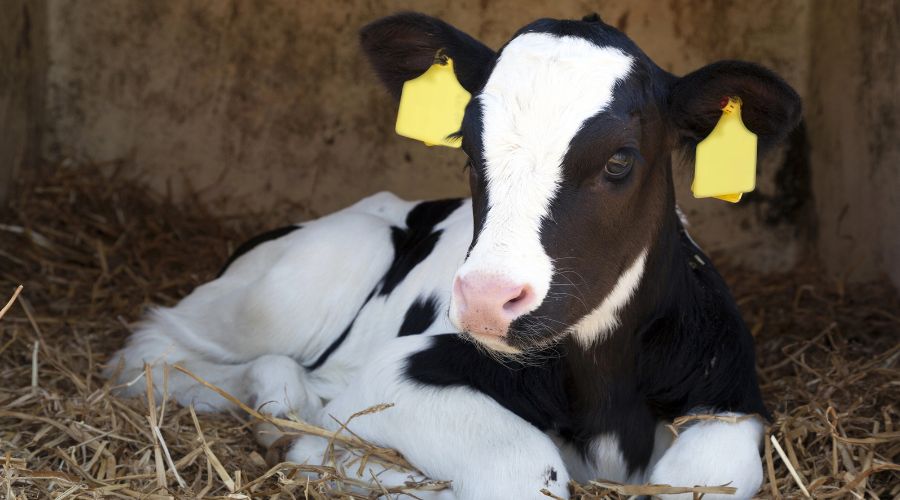 GB Calf Strategy 2025–2030 has been launched, calling on the dairy-beef sector to ensure every calf is reared with care, purpose, and value.