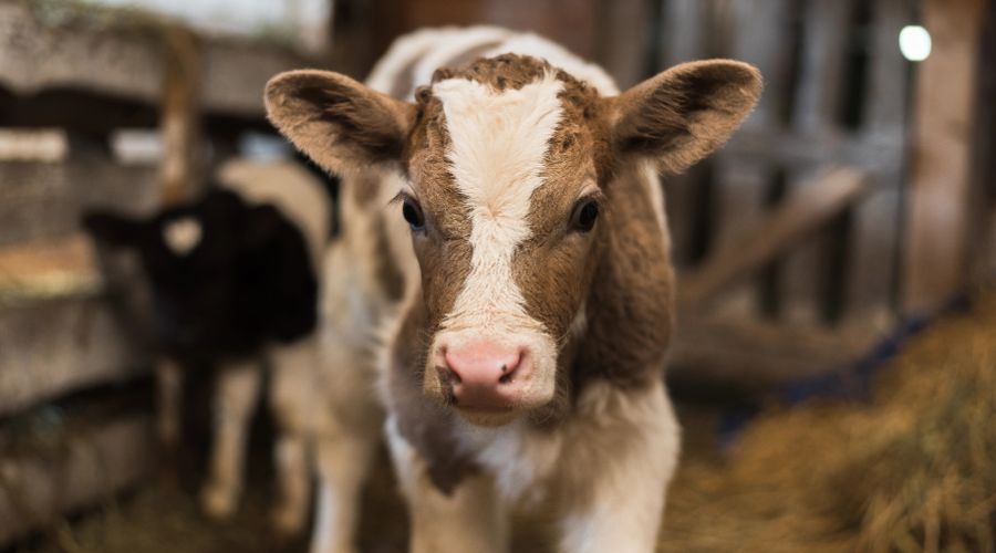 Farmers have been advised to take extra steps to protect calves from Bovine Respiratory Disease (BRD) ahead of housing this winter.