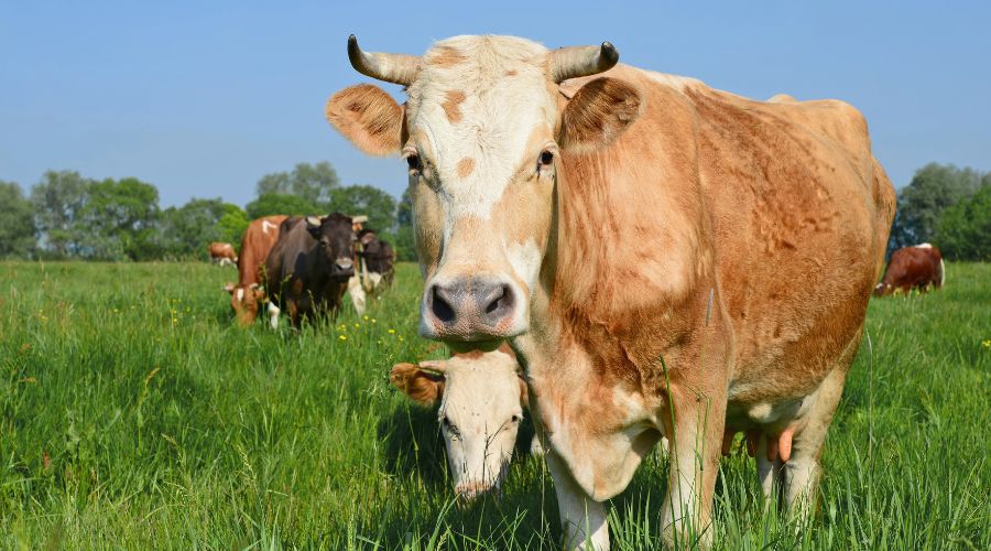 AIMS and other industry members are raising concerns over what they call an 