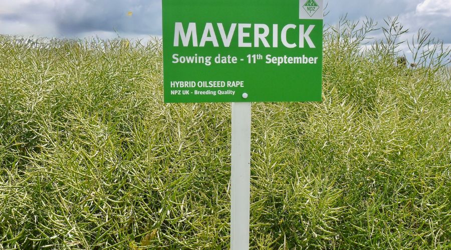 Some oilseed rape growers have drilled in August but some are holding bac till September for its advantages, said an NPZ UK expert.