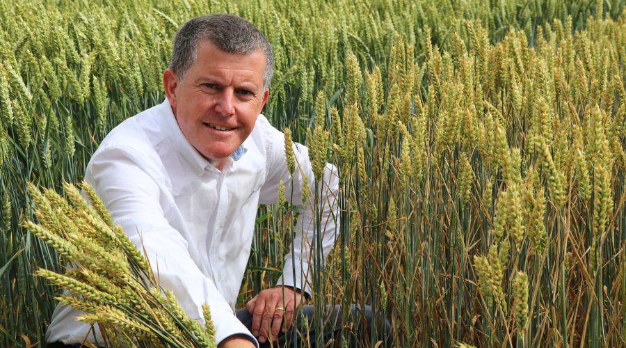 Reduced yellow rust resistance ratings among winter wheat varieties mean that extra focus should be applied to other integrated ways of managing the disease, beginning this autumn.